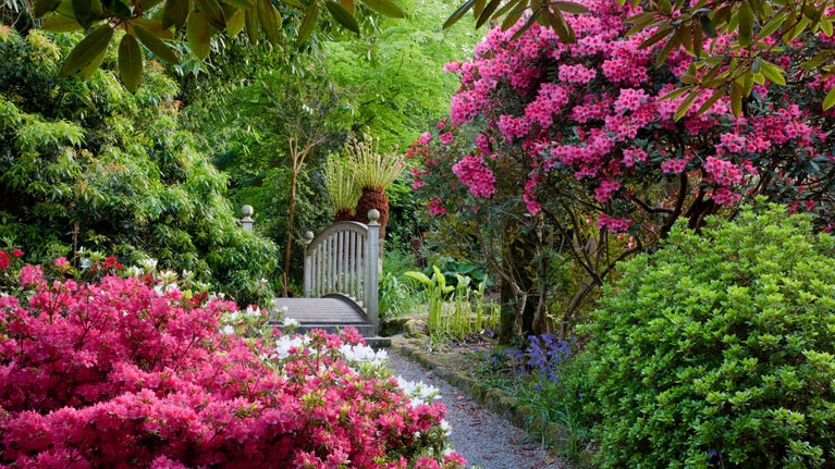 A winding gravel path leads to a small wooden bridge, surrounded by vibrant pink and white flowering shrubs, lush greenery and trees at Trengwainton Garden in Cornwall.